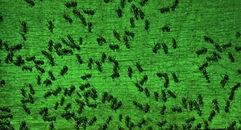 ants control services dubai pestcontroldubai me green