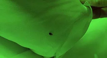 bed bug control service dubai pestcontroldubai me green copy