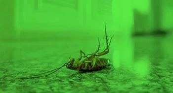 cockroach control services pestcontroldubai me green (1)