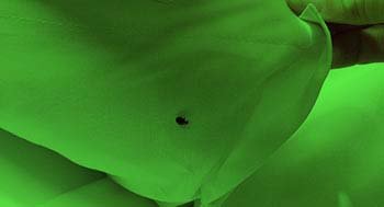 bed bug pest control