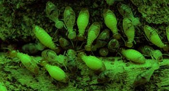 termite control dubai