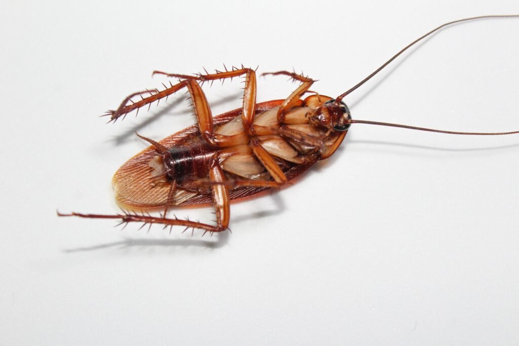 roaches lie dead on wooden floor, dead cockroach ,close up face